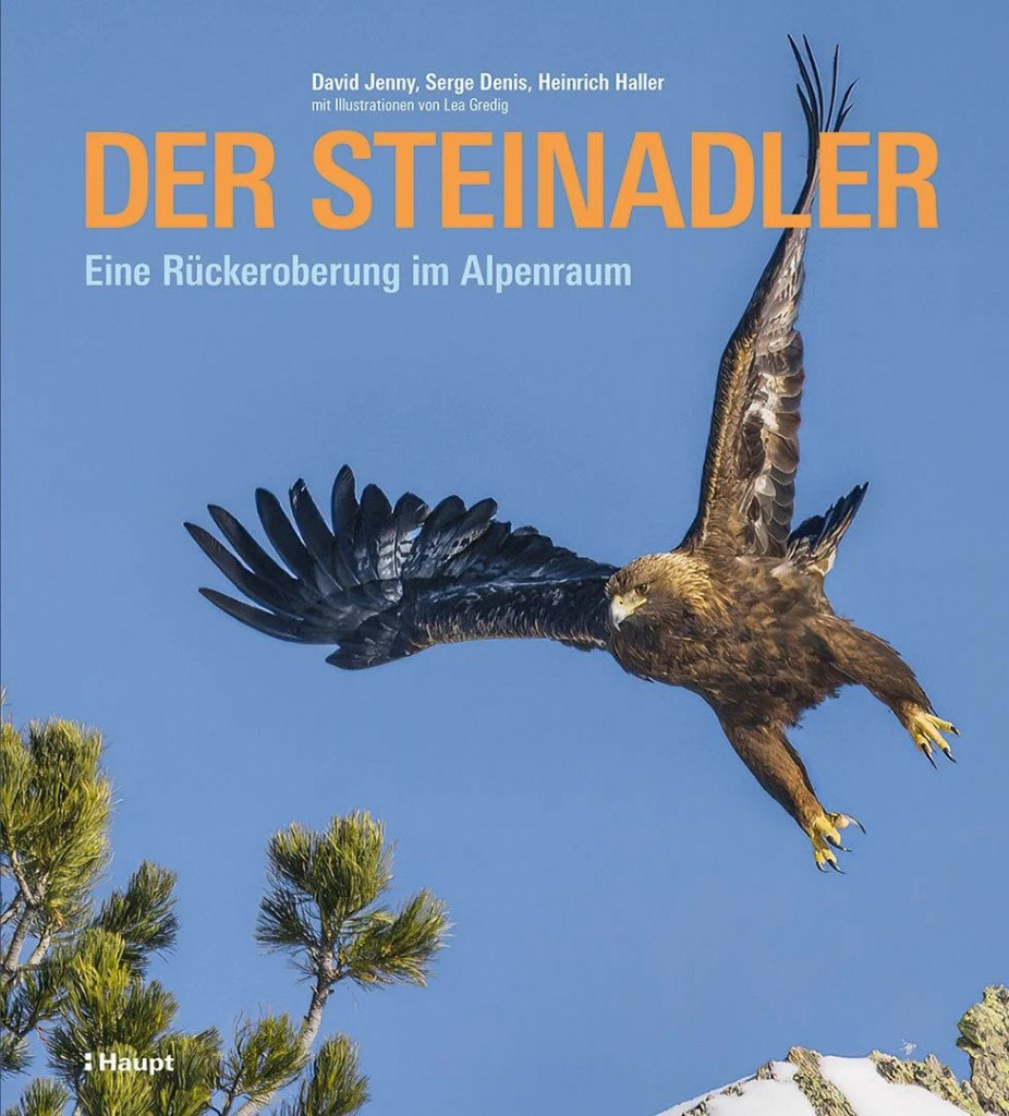 Steinadler