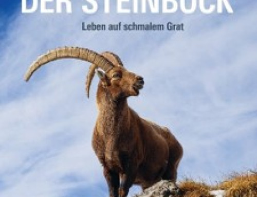 Der Steinbock von Flurin Filli